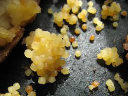 Egg-barley